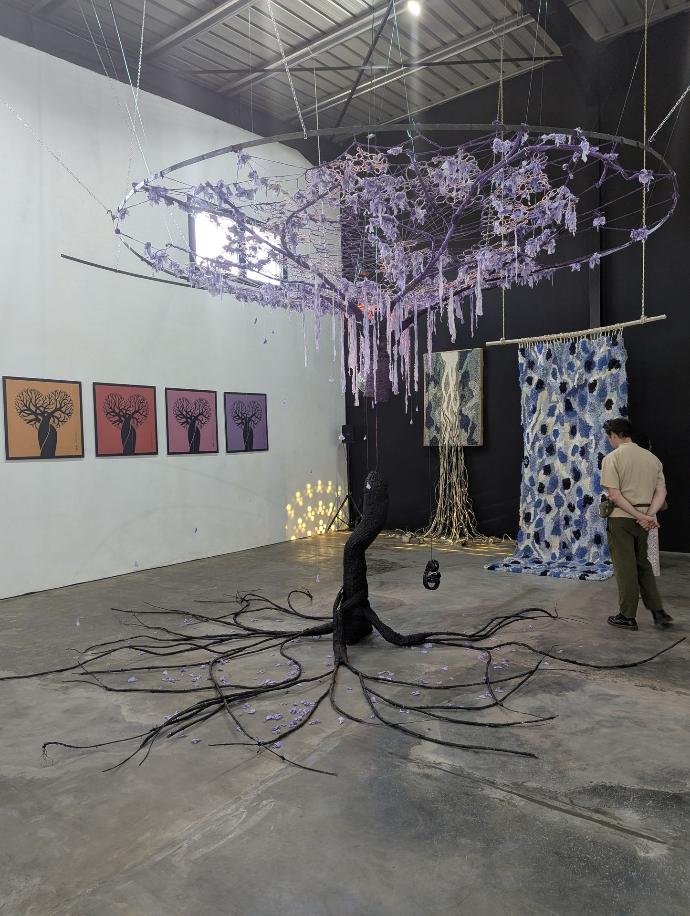 jacaranda